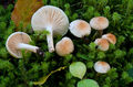 Hygrophorus lindtneri